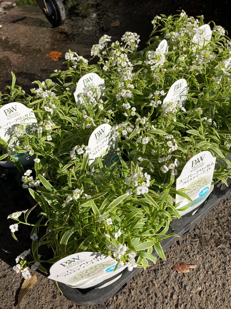 植松種苗緑化株式会社 スーパーアリッサム入荷しました 葉に白い模様が入っています 一番のポイントは夏に強い為 通常冬の花ですが 一年中残ります ぜひお買い求めください