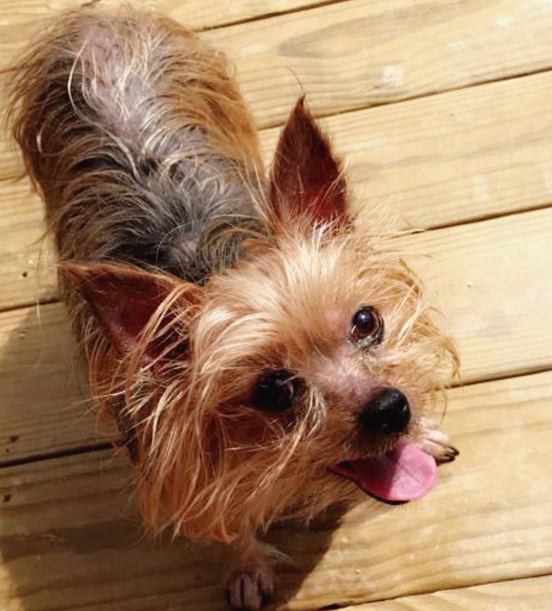 emilywgray's tweet photo. @ReeseW This is my Minnie Pearl. We lost her this July after 15 sweet years!! https://t.co/EPyJGh7gCg