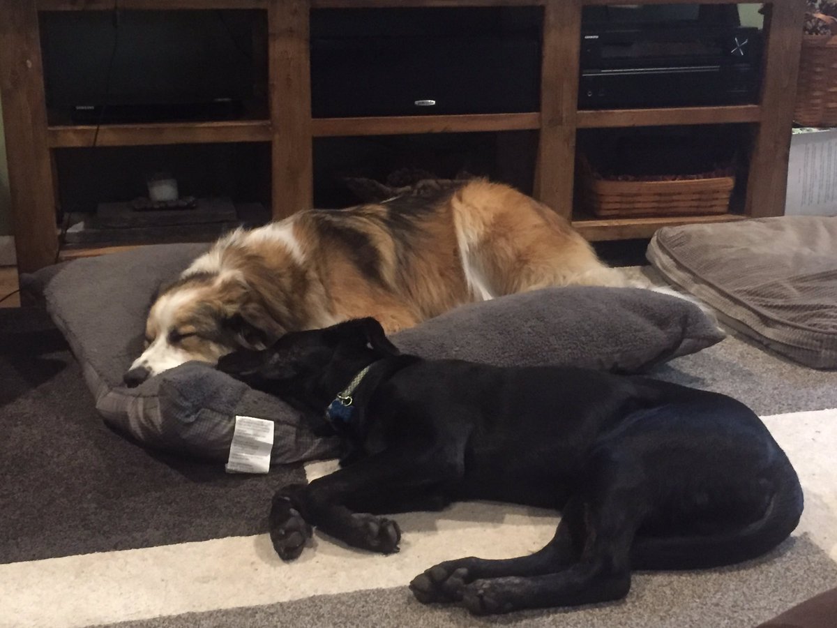 _Katie_Anderson's tweet photo. @Meaghan__Kelly Finley and my puppy Gus for your viewing pleasure! https://t.co/ELf1zIic7a