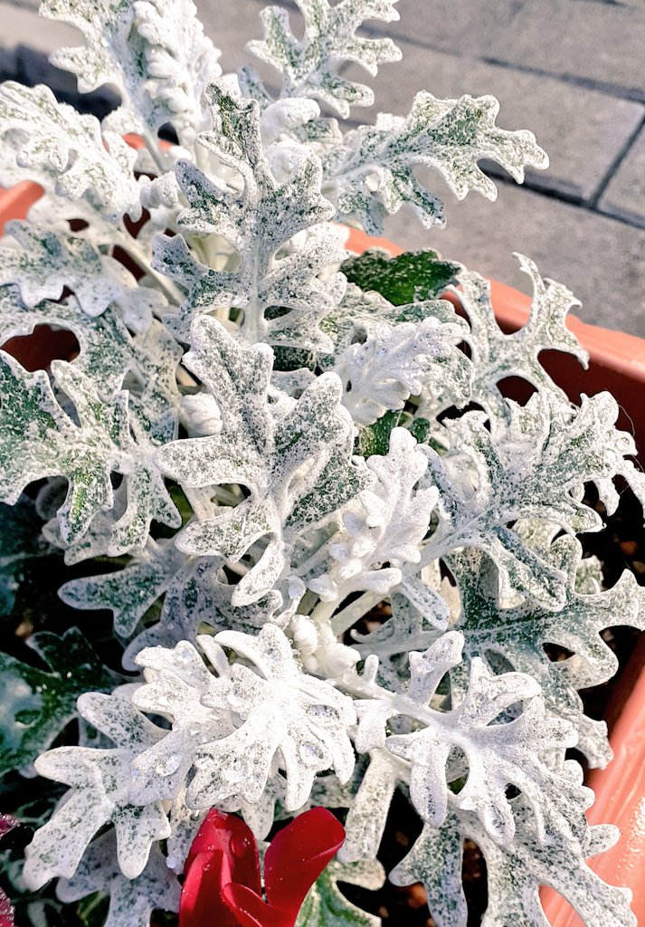 LUCKYTRUCK4's tweet photo. 【今日のガーデン🌴】Today's Garden
ミニツリーとシルバーリーフ。#gardeningisfun #gardeninglife #minichristmastree #silverleaf #winterflowers #wintergardening #ガーデニング #ミニツリー #シルバーリーフ #冬のガーデニング #風邪引くわ
#HaveaLuckyDay
https://t.co/rIK7my780q https://t.co/E9f5PExnON