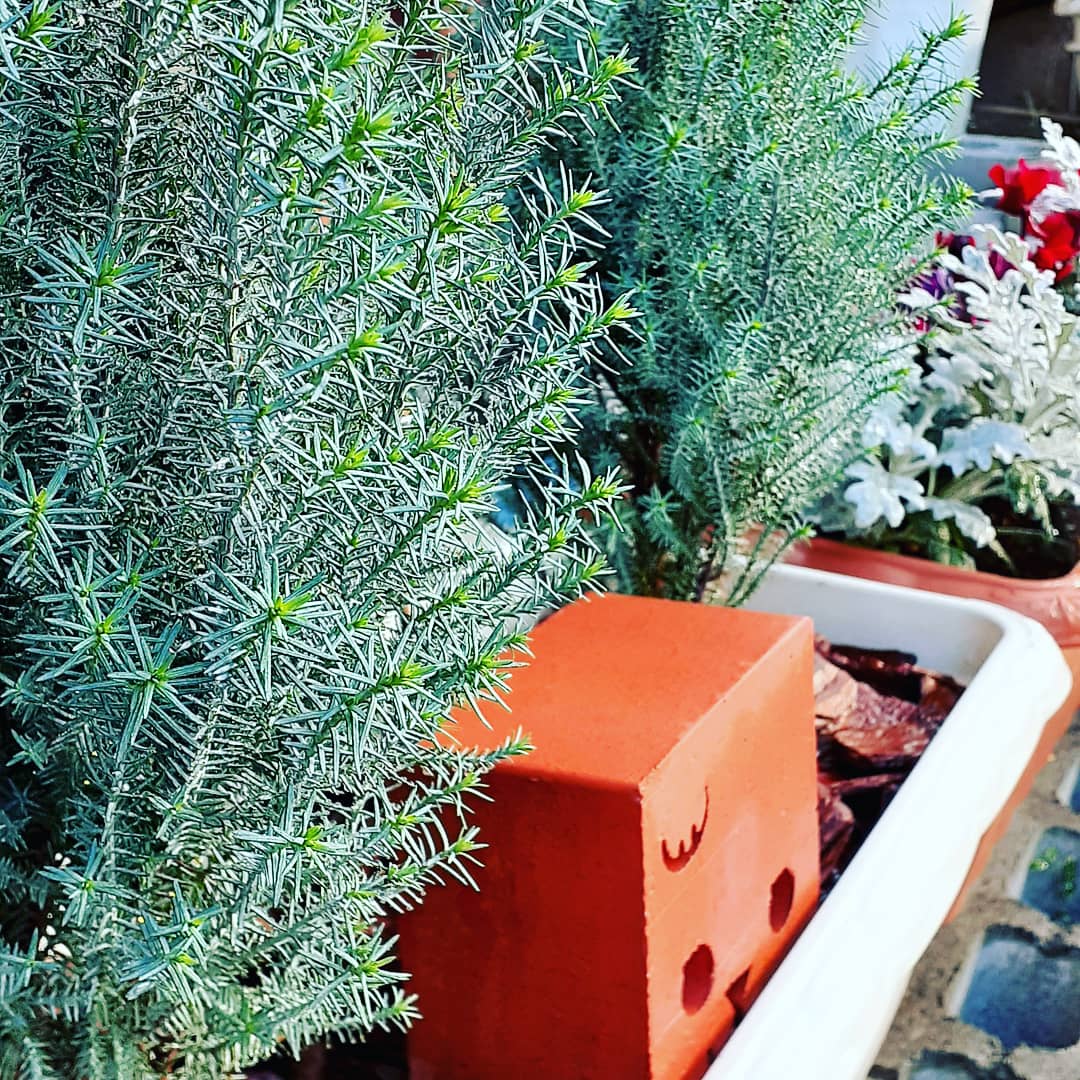 LUCKYTRUCK4's tweet photo. 【今日のガーデン🌴】Today's Garden
ミニツリーとシルバーリーフ。#gardeningisfun #gardeninglife #minichristmastree #silverleaf #winterflowers #wintergardening #ガーデニング #ミニツリー #シルバーリーフ #冬のガーデニング #風邪引くわ
#HaveaLuckyDay
https://t.co/rIK7my780q https://t.co/E9f5PExnON