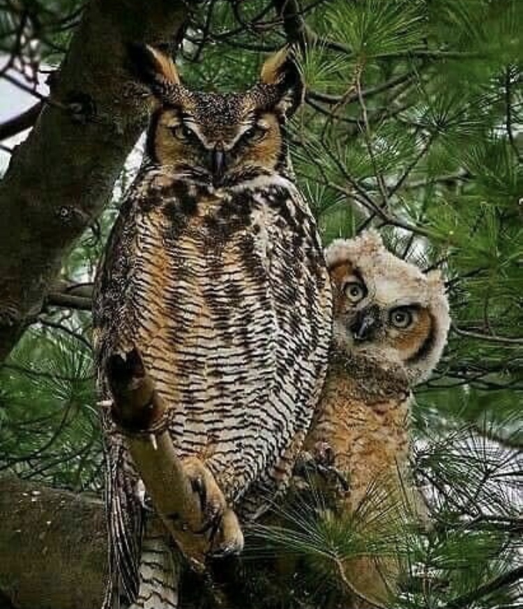 OwlsEveryHour's tweet photo. #OwlHour https://t.co/Z8XkNytmwU