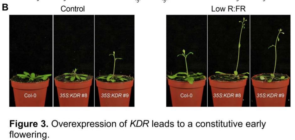 plantae_org's tweet photo. Plant Physiology:  A gas-and-brake mechanism of bHLH proteins modulates shade avoidance #ShadeAvoidance #Photomorphogenesis #Plasticity #PlantBiology #PlantSci @GelderenKasper @ronaldpierik https://t.co/ks4jURSpOU https://t.co/GVOFsJMPN6