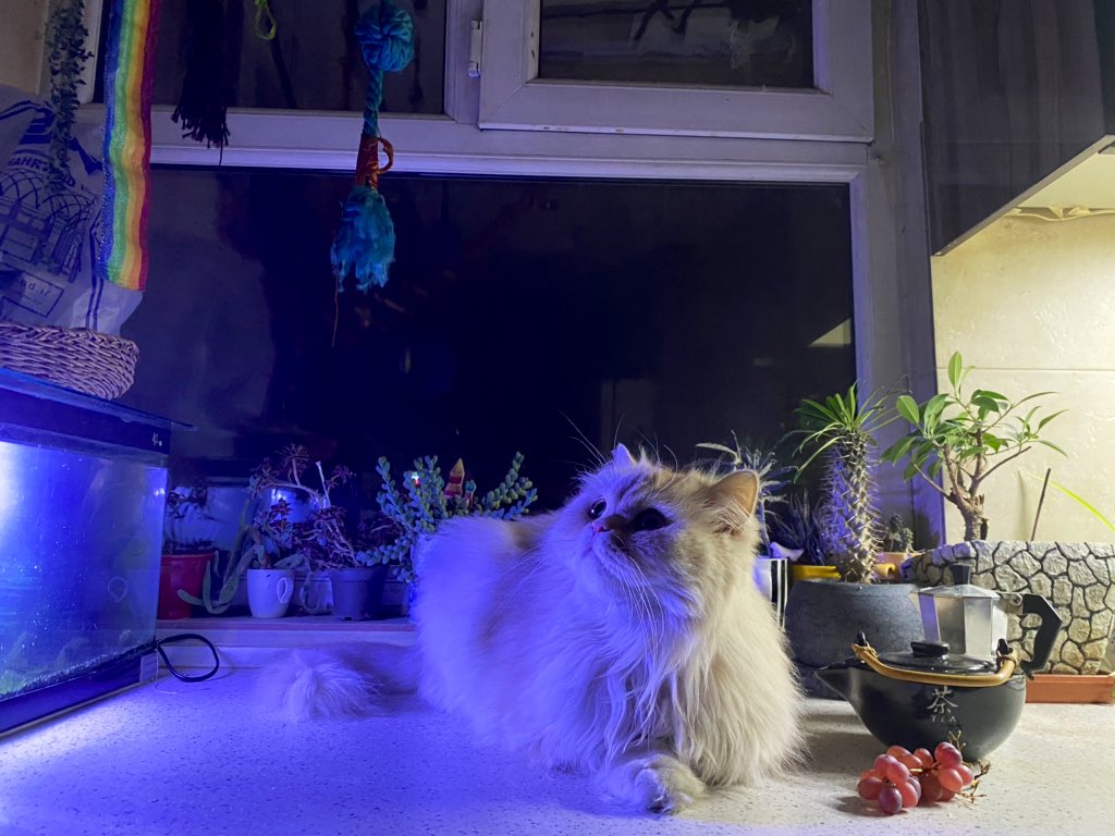 maryhamper1970's tweet photo. #naight #mood #iran #persiancat
🌚🌎📻📸🐈 https://t.co/6Ps1L59Dbj