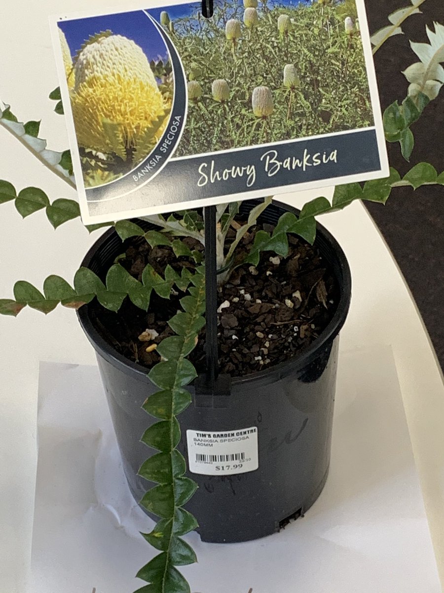 Celebrating NAIDOC week <a href="/CampbelltownPS/">Campbelltown Public</a> <a href="/KRISTY887/">Kristy Marie Smith</a> <a href="/CFlamos/">Catherine Flamos</a> <a href="/Johnsy0701/">Jacqui Johns</a> <a href="/Charlen33794901/">Charlene Reynolds</a> <a href="/HannahW46688654/">Hannah Williams</a> <a href="/LaurenFryer/">Lauren Fryer</a>