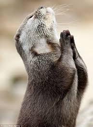 OtterlyAmazing1's tweet photo. Join this otter as we pray for our nation today at 11 AM (your time zone:) 
More info here https://t.co/TyZa7VgFZY

Share this experience with us on social media!
Facebook: Otterly Amazing
Instagram: otterlyamazing_
Twitter: @OtterlyAmazing1 
Snapchat: otterlya2020

#Prayer https://t.co/hnQ5Fqdao9
