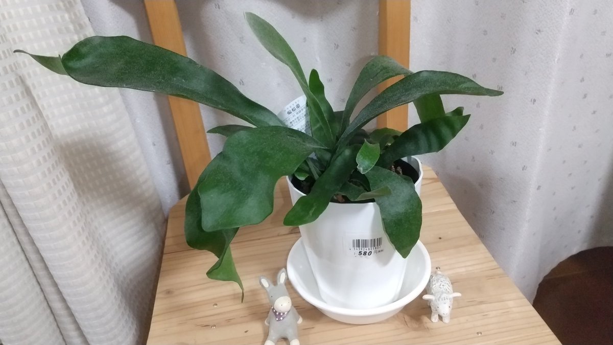 シダ科 シダ科