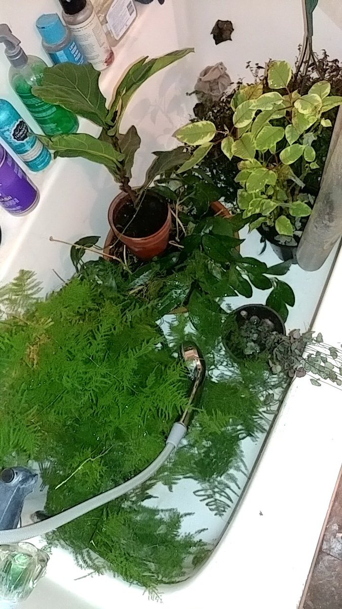 AbbeyKirberger's tweet photo. When you forgot that you watered a few plants and it's time to take a shower.

#houseplants #writerslife #writerscommunity #itsatakeover #somebodyhelpme https://t.co/YkM43fXX5c