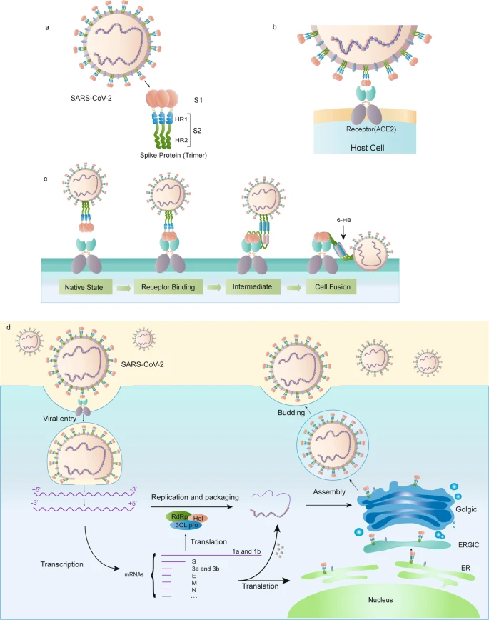 8. Both of these vaccines target the SARS-CoV-2 spike protein that is responsible for binding to the ACE2 receptor on the host. The figure below is from the Nature review paper on structure and function of the spike protein published earlier this year:  https://www.nature.com/articles/s41401-020-0485-4