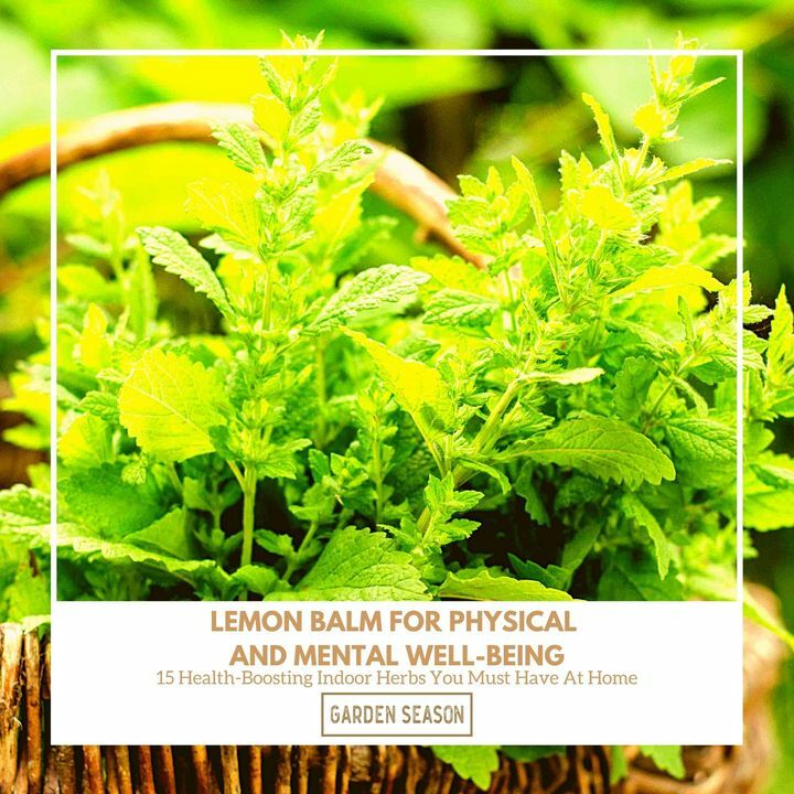 Lemon balm has been attributed to help calm the mind and encourage rest. But it is also known to sharpen memory and boost alertness.

bit.ly/indoor-herbs-h…