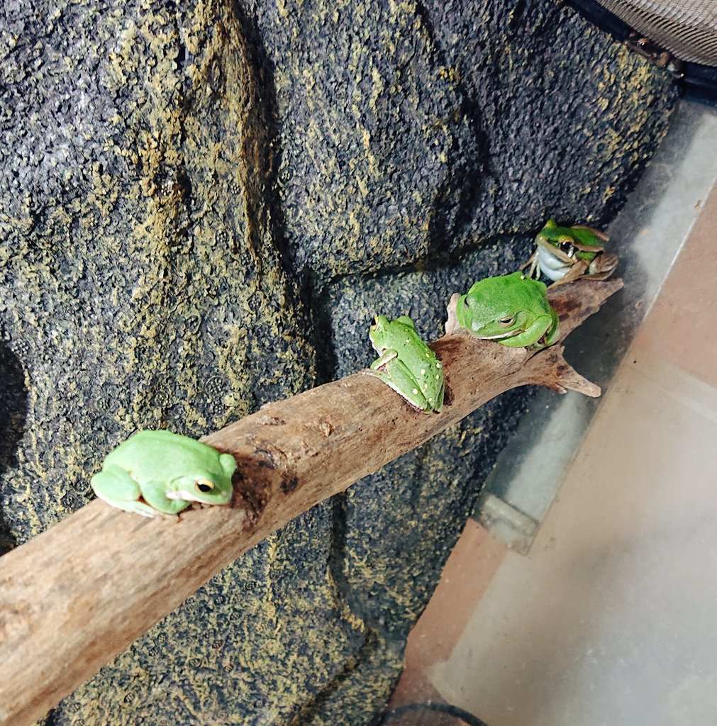 treemate02's tweet photo. 違うのが一匹(^ω^) https://t.co/9HTwNLBgtX