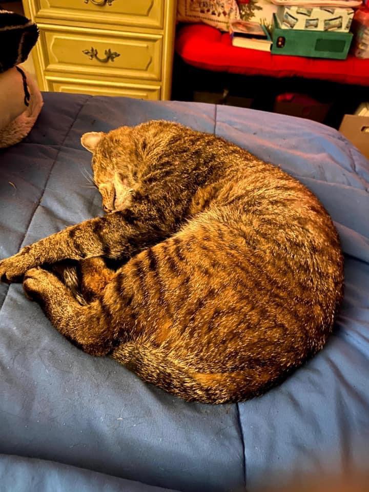 futurewriter13's tweet photo. After two days of being gone, Shadow is finally back where he belongs! I’ve missed him so much! #shadowstories #shadowtails #MeowMonday #CatsOfTwitter #catmom https://t.co/VFCVrAU8D0