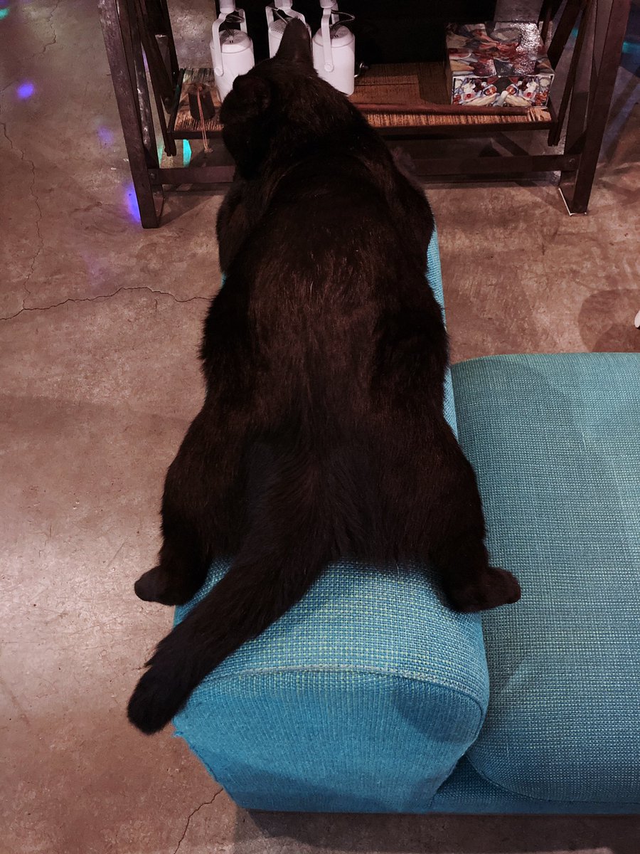 집사줍 당하고 말았다. 
#연희동 #묘한술책 #얼큰 #어좁 #깜시