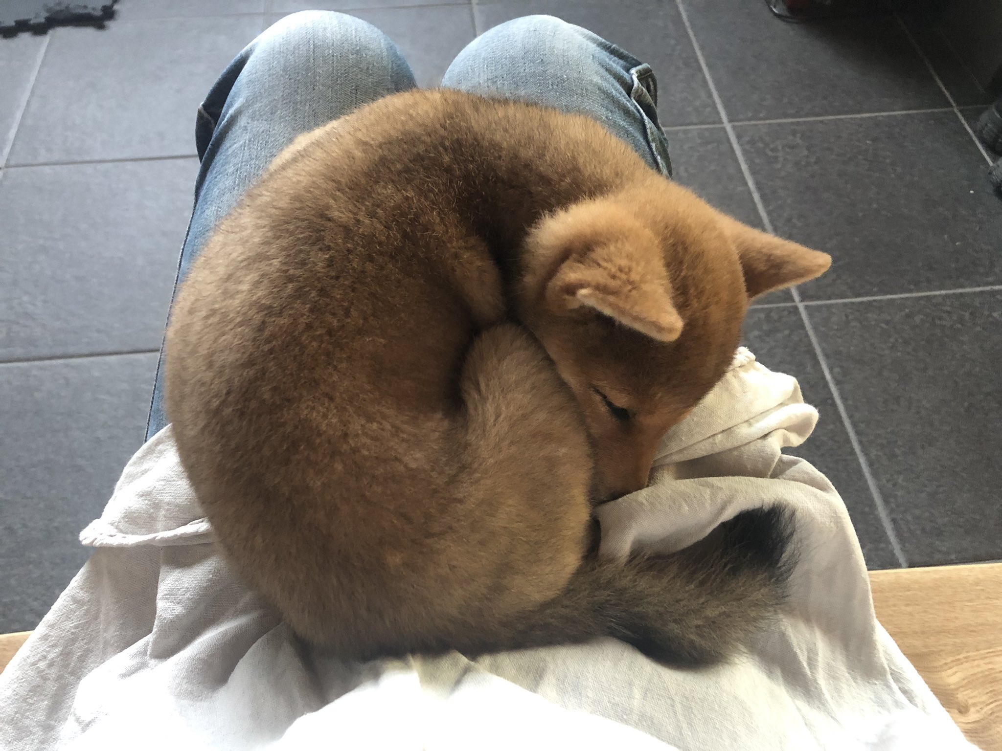 胡麻柴 キツネリス柴 くぬぎ日記 土間犬 Gloria Twitter