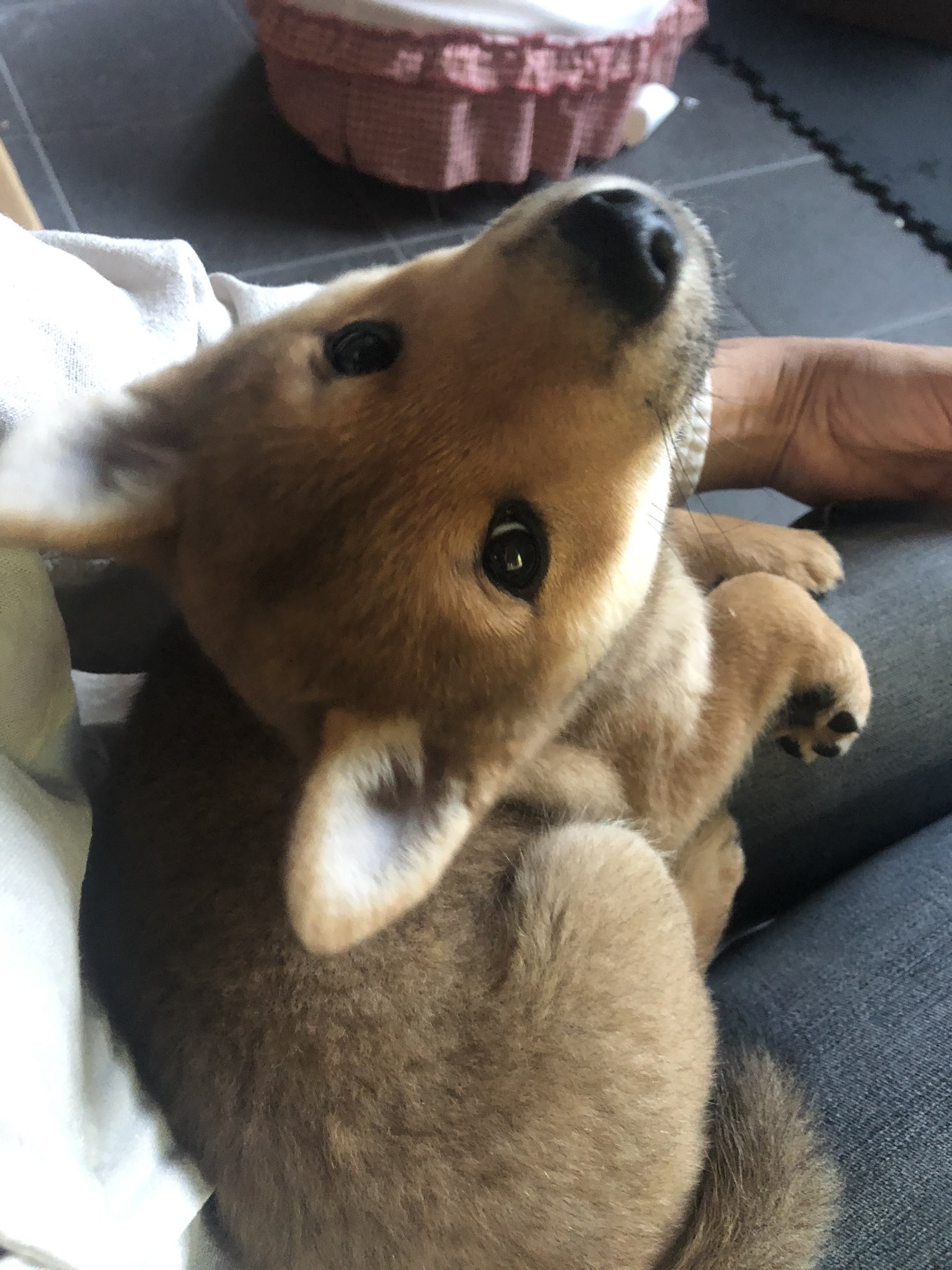 胡麻柴 キツネリス柴 くぬぎ日記 土間犬 Gloria Twitter