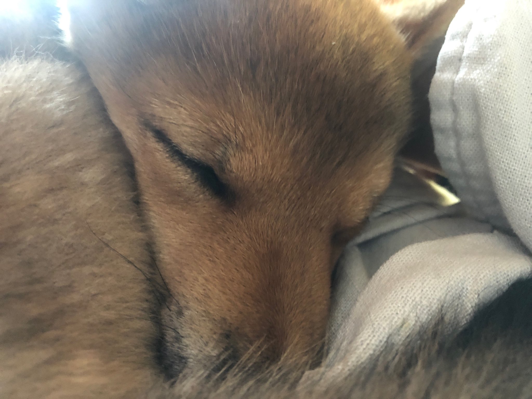 胡麻柴 キツネリス柴 くぬぎ日記 土間犬 Gloria Twitter