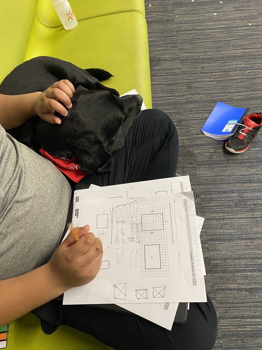 dspoor's tweet photo. He’s doing math. I’m helping him destress and relax. He pets me and his breathing slows down. That’s my job and I love it. https://t.co/NkG87HbmkQ