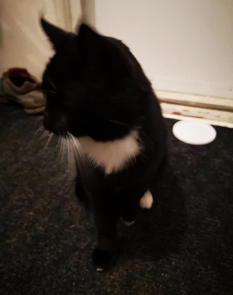 SarahRyanYEG's tweet photo. Hey #yeg - I need your help. This cat followed me home from Capilano last night. Looked like it was freezing. Came in and ate a ton of dog kibble. I need to find its owner. Vet says no chip, no tattoo, not fixed, male cat. Black with white markings. Can you RT please? #yegcats https://t.co/T85xuscSin