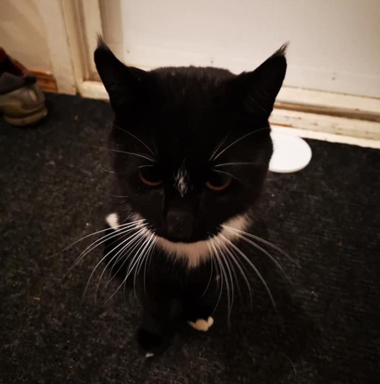 SarahRyanYEG's tweet photo. Hey #yeg - I need your help. This cat followed me home from Capilano last night. Looked like it was freezing. Came in and ate a ton of dog kibble. I need to find its owner. Vet says no chip, no tattoo, not fixed, male cat. Black with white markings. Can you RT please? #yegcats https://t.co/T85xuscSin