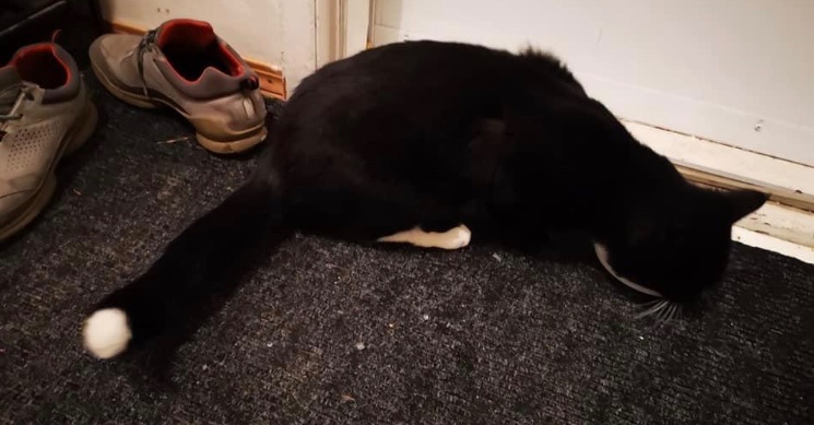 Hey #yeg - I need your help. This cat followed me home from Capilano last night. Looked like it was freezing. Came in and ate a ton of dog kibble. I need to find its owner. Vet says no chip, no tattoo, not fixed, male cat. Black with white markings. Can you RT please? #yegcats