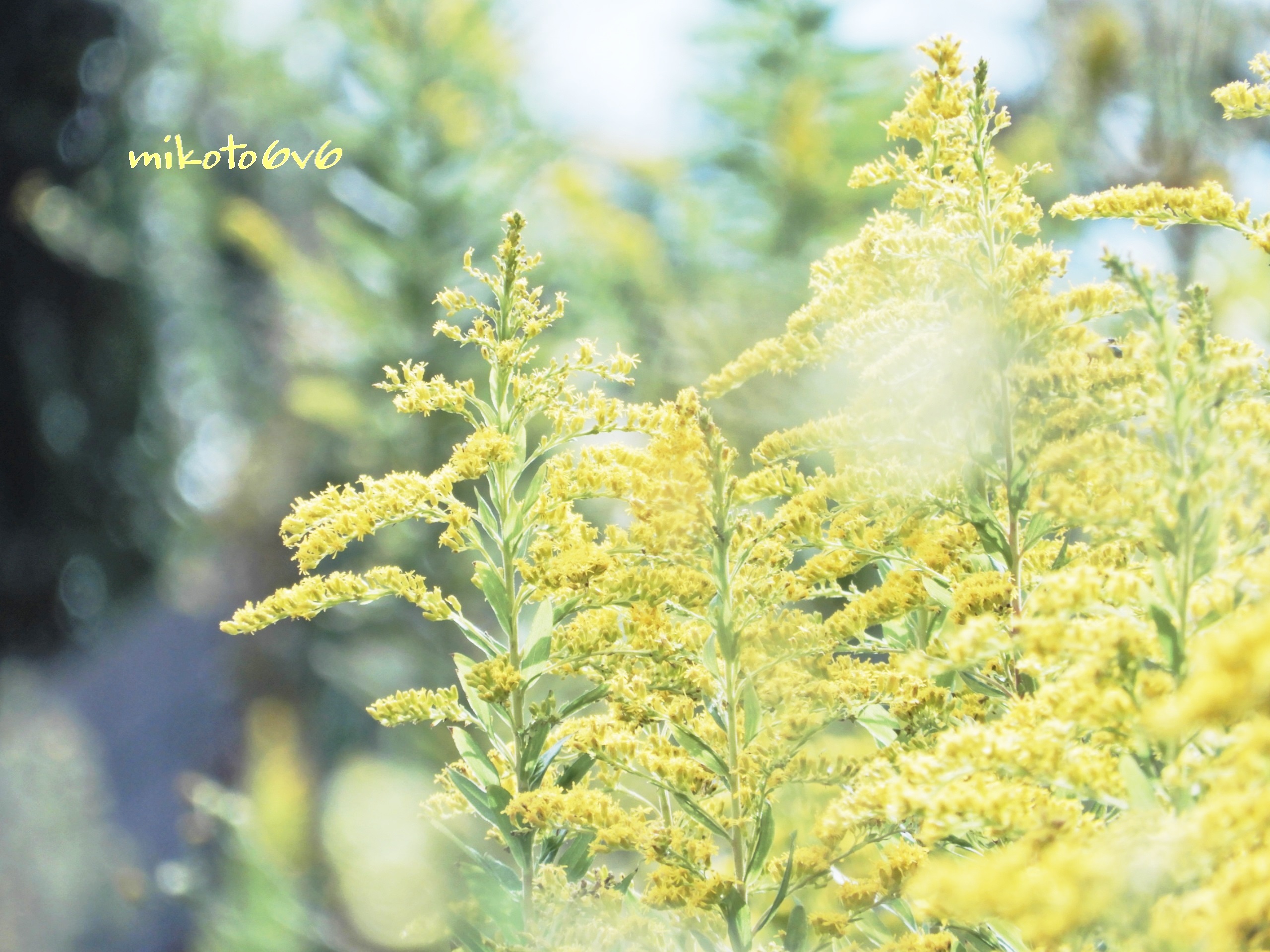 Tallgoldenrod Twitter Search Twitter
