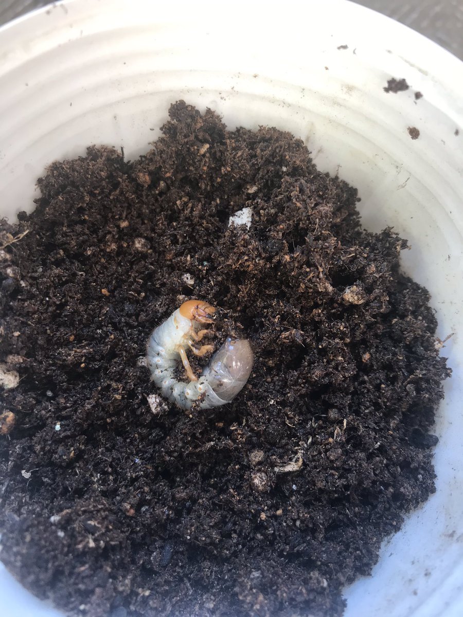 げん 調べたらやっぱりコガネムシの幼虫のようです こいつら根を食べるんですね どうりで植木に元気がないわけだ