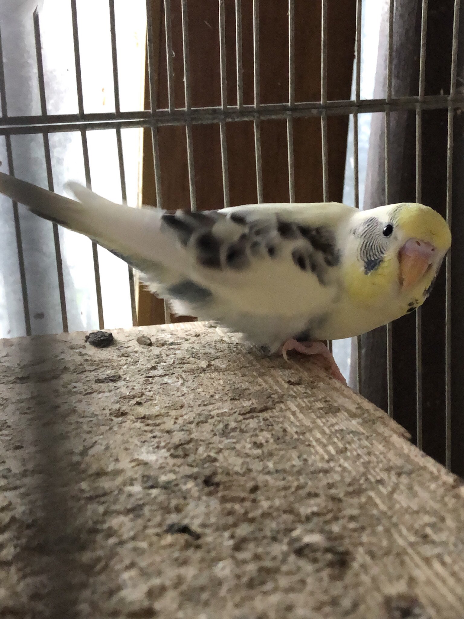 Tuffy T Co Igyndj2fdt 4色ハルクイン アキクサインコ ライラック ファロー 羽衣 セキセイインコ ダブルファクター 4色ハルクイン 飼い方 飼育 販売 手乗り 雛 里親 ルチノー ルビノー ライラック セキセイインコ Jaban Melopsittacus Undulatus