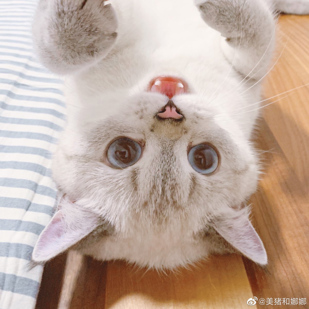 Sheraya and lil paws//-Meongiek- tweet media