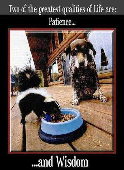 RuffGreens's tweet photo. Be careful out there Pals...We hear that even skunks like Ruff Greens!
#PetNutrition #NotJustForDogs
https://t.co/p4AQomtSZ5 #DogsOfTwitter #HeadToTailNutrition https://t.co/zXHKqw0ZQ0