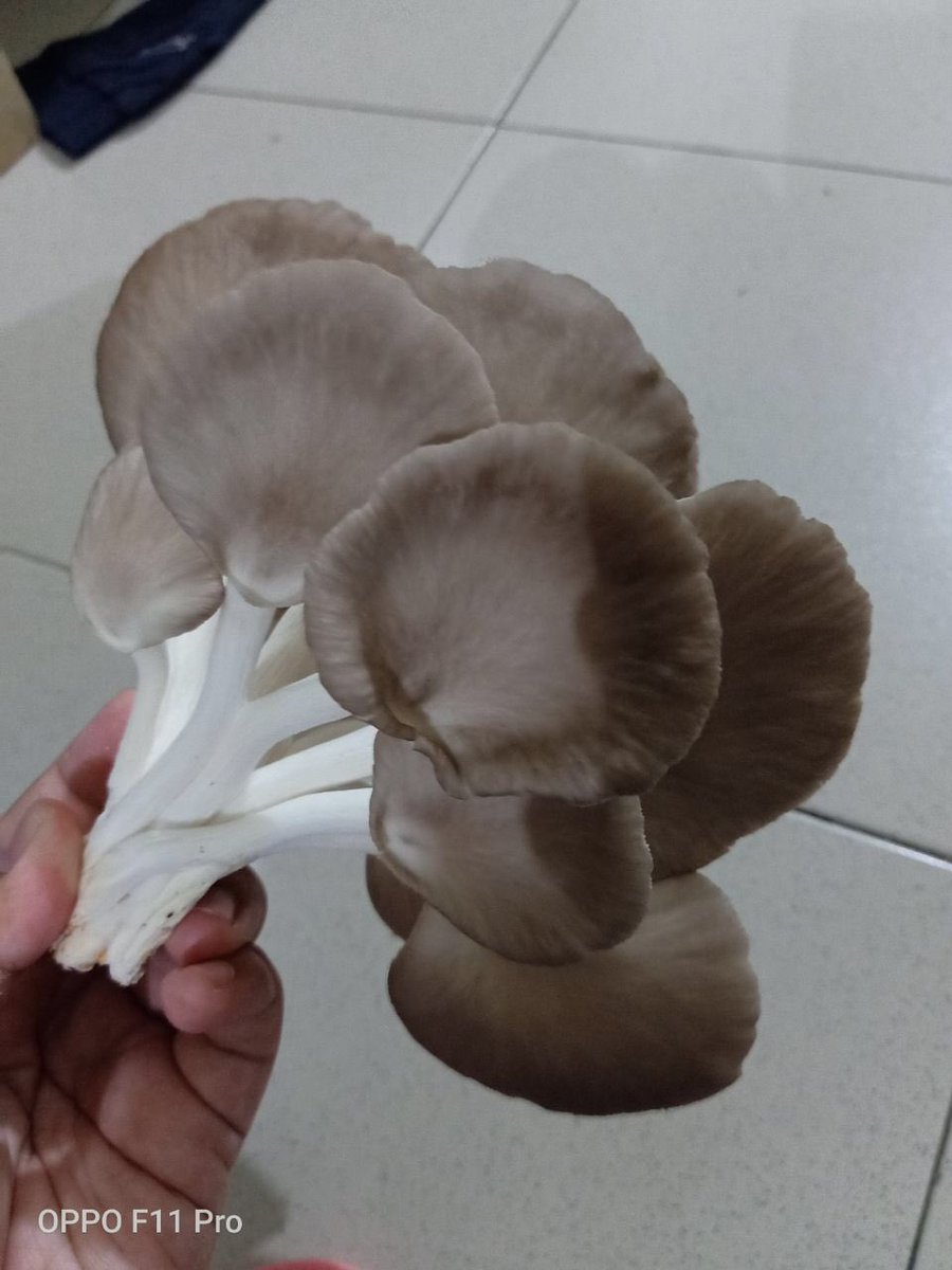 __akmalazman's tweet photo. MENJUAL BONGKAH CENDAWAN TIRAM 🍄

🍄 1 bongkah rm 3 sahaja

tiada minimum atau maksimum oder.

🎈harga postage semananjung sahaja
6 bongkah - Rm 6.50
12 bongkah - Rm 13

https://t.co/t0N8sT7rBS https://t.co/rNi7mRTSwg