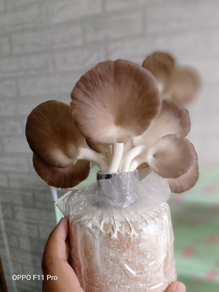 __akmalazman's tweet photo. MENJUAL BONGKAH CENDAWAN TIRAM 🍄

🍄 1 bongkah rm 3 sahaja

tiada minimum atau maksimum oder.

🎈harga postage semananjung sahaja
6 bongkah - Rm 6.50
12 bongkah - Rm 13

https://t.co/t0N8sT7rBS https://t.co/rNi7mRTSwg