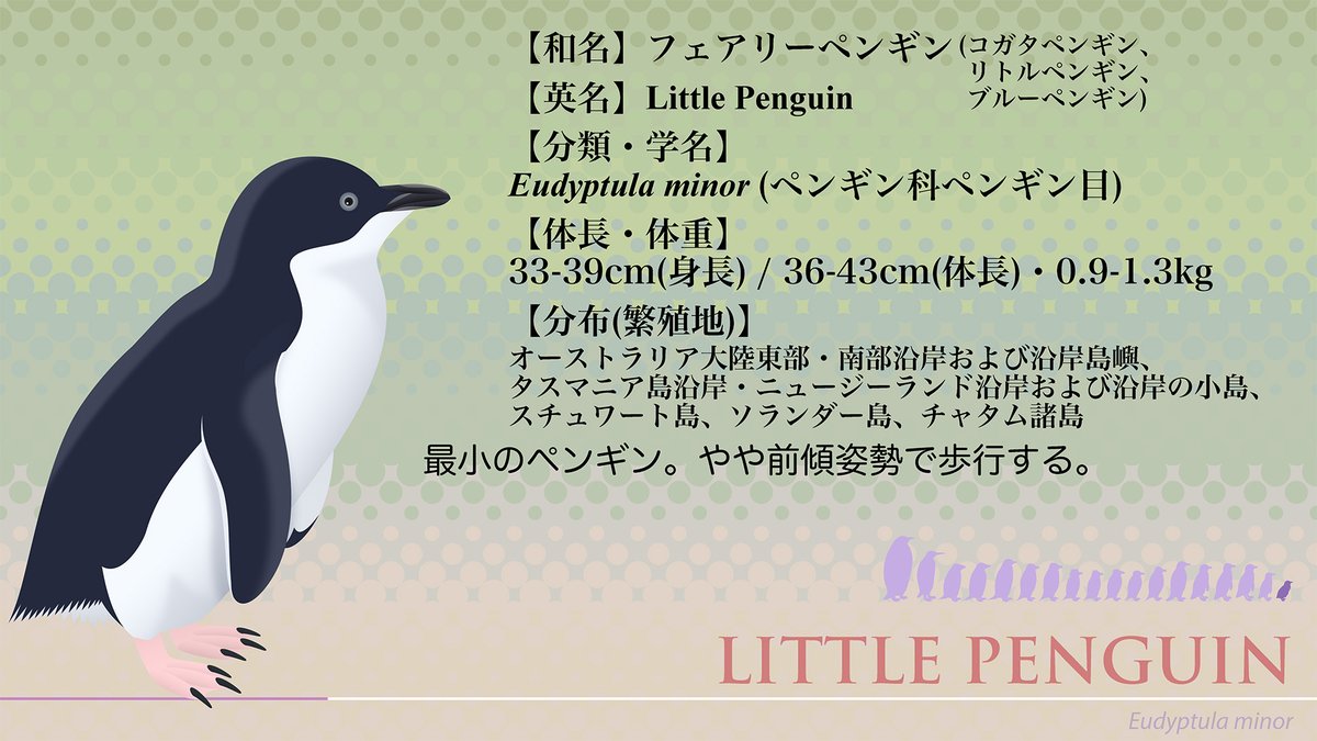 リトルペンギン リトルペンギン