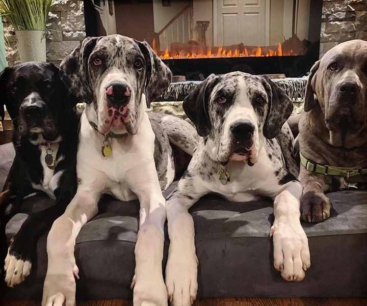 big barker dog bed uk