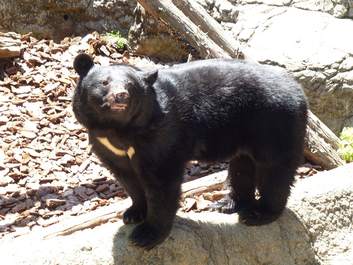 親子が出会ってもケンカになる 野生動物との正しい距離を意識して 上野動物園さん公式アカウントが語るかわいいだけじゃないパンダのリアル パンダアクション Togetter 親子が出会ってもケンカになる 野生動物との正しい距離を意識して 上野動物園さん公式アカウントが語るかわいいだけじゃないパンダのリアル パンダアクション Togetter