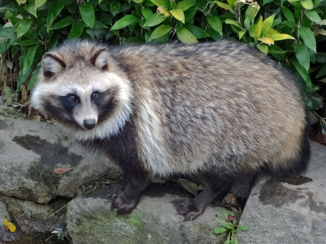 Gumkaミニチュア 続報 父 娘よ タヌキは野生動物でペット化されていない 見せてくれたイラストは日本の昔話でファンタジーだ 娘 友達は訪日したとき 犬用ジャーキーを食べるペットのタヌキを見たと言っている 父 え これはどういうこと