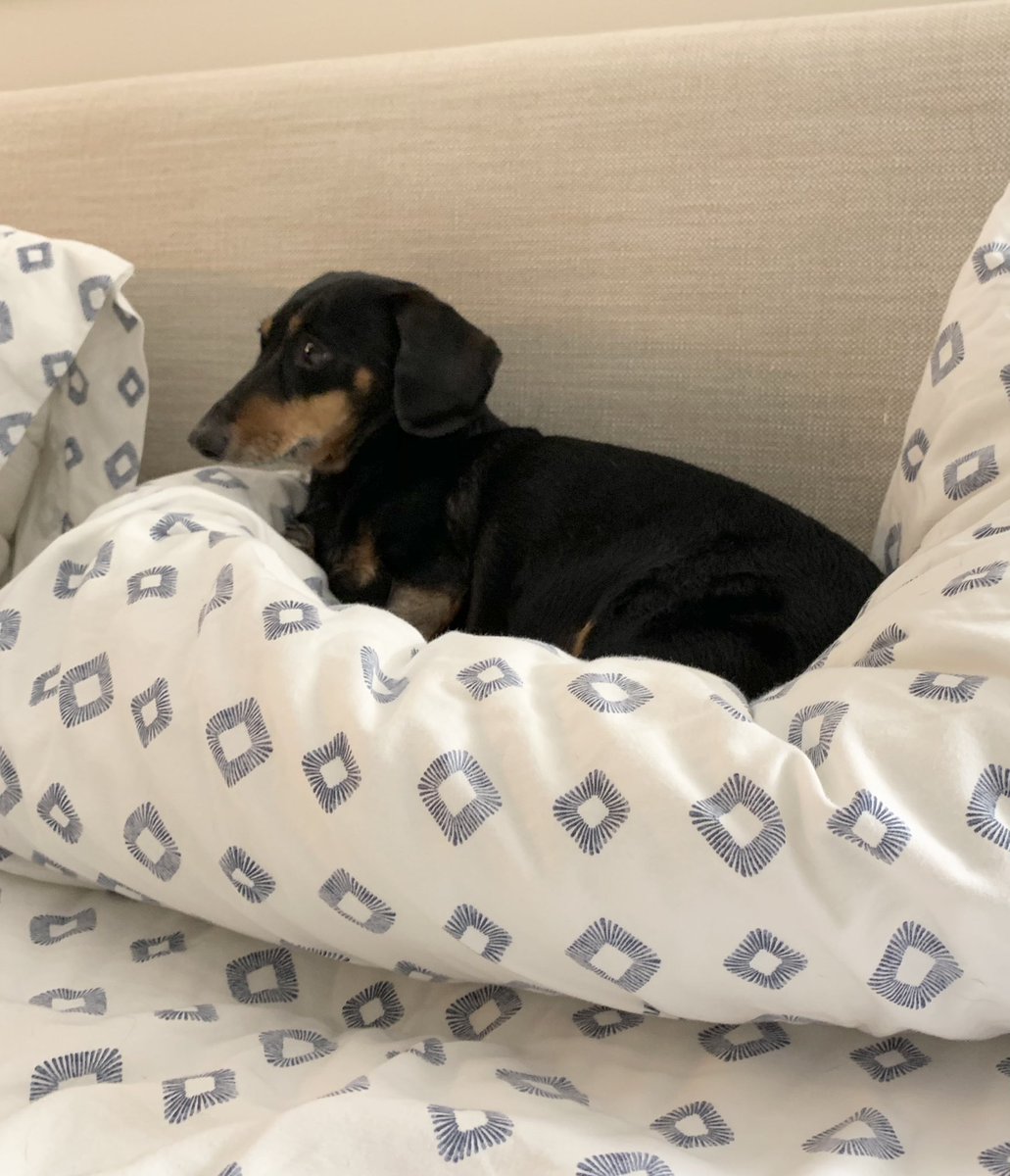 southerndog1's tweet photo. Home.  On mom’s pillow. https://t.co/ssO4iLsBbY