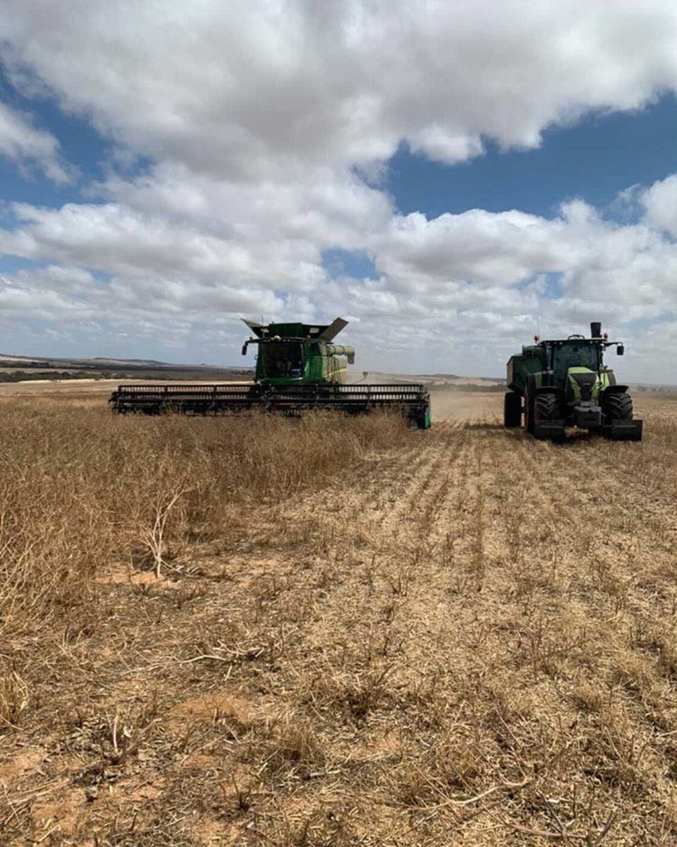 GrainBrokers_AU's tweet photo. Harvest continues... 🌾 Dindiloa, WA.
📷 credit: @cooper.allin

#GBA #grainbrokersaustralia #letsgrowtogether #agriculture #agribusiness #ruralbusiness #farming #weareausfarmers #GenerationAg #AllthingsAgriculture #harvestcontinues #grainharvest #grain #harvest #dindiloa #wa https://t.co/xiYRGP2pfl