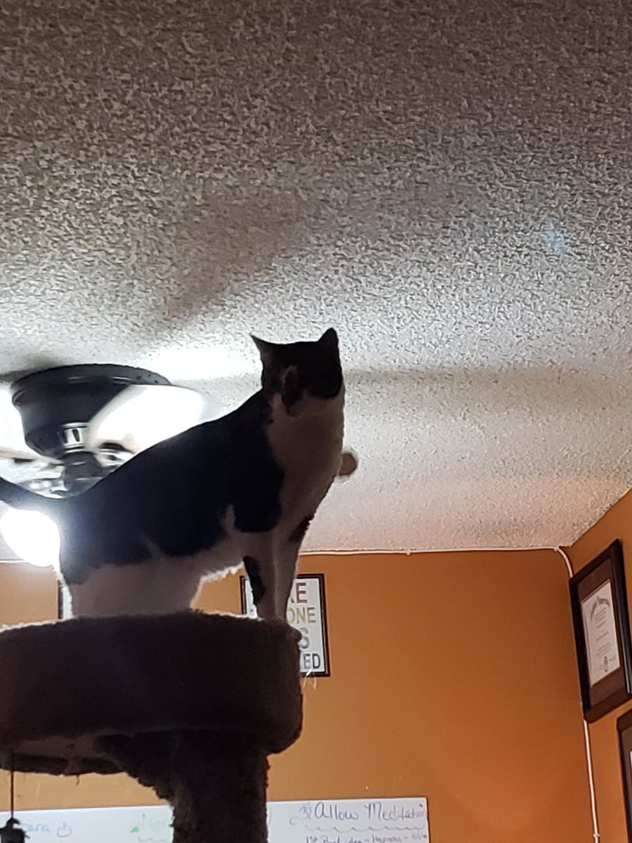 NovaOrionshow's tweet photo. "Daddy moved my tower away from my window. I do not likes this! I needs him to moves it back now!!!"-Orion #CatsOfTwitter #catsofinstagram #NovaOrionshow #orion #catlove #catlover #catloversworld #ocdcat https://t.co/NCxMmr9naB