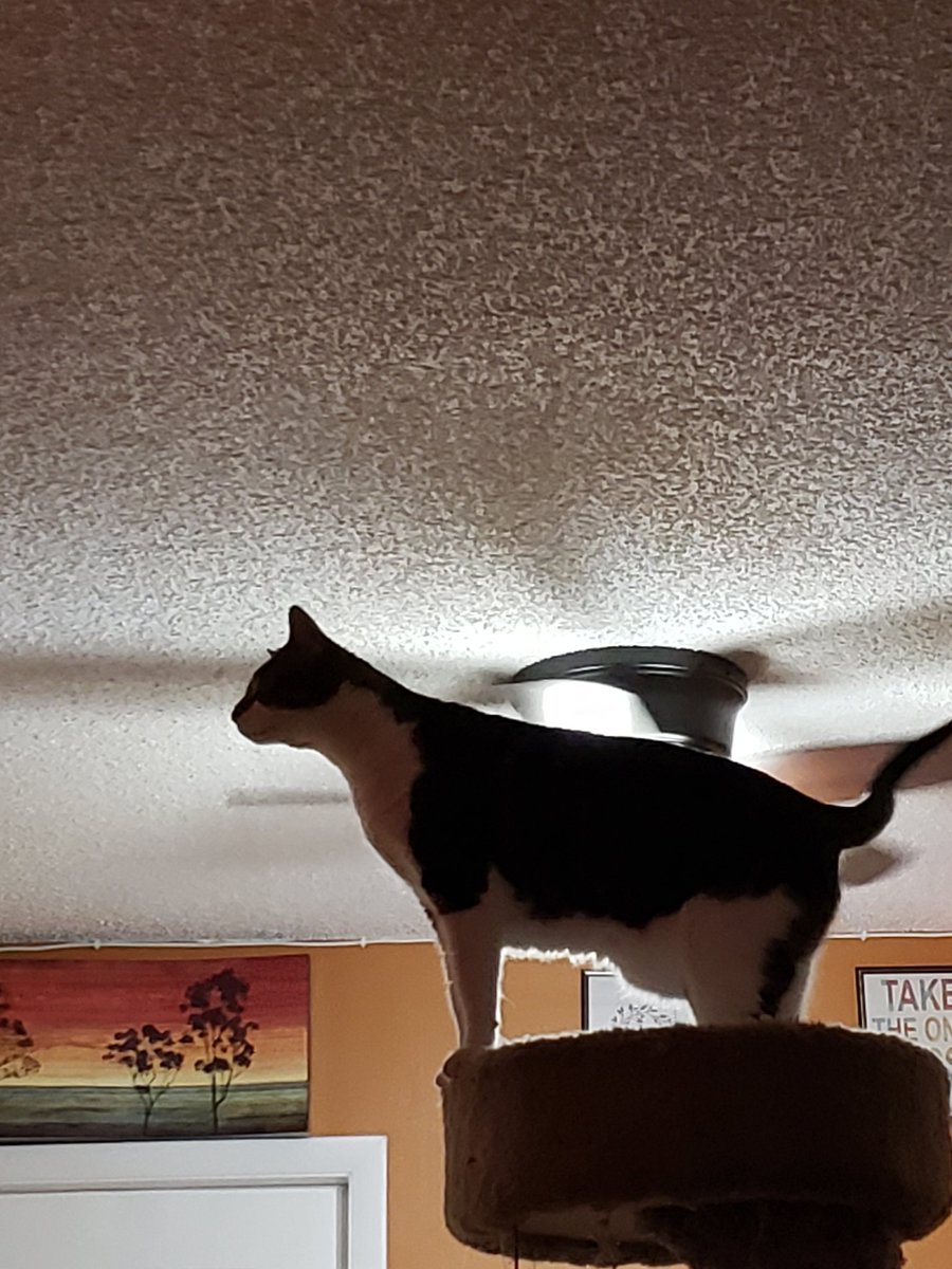 NovaOrionshow's tweet photo. "Daddy moved my tower away from my window. I do not likes this! I needs him to moves it back now!!!"-Orion #CatsOfTwitter #catsofinstagram #NovaOrionshow #orion #catlove #catlover #catloversworld #ocdcat https://t.co/NCxMmr9naB