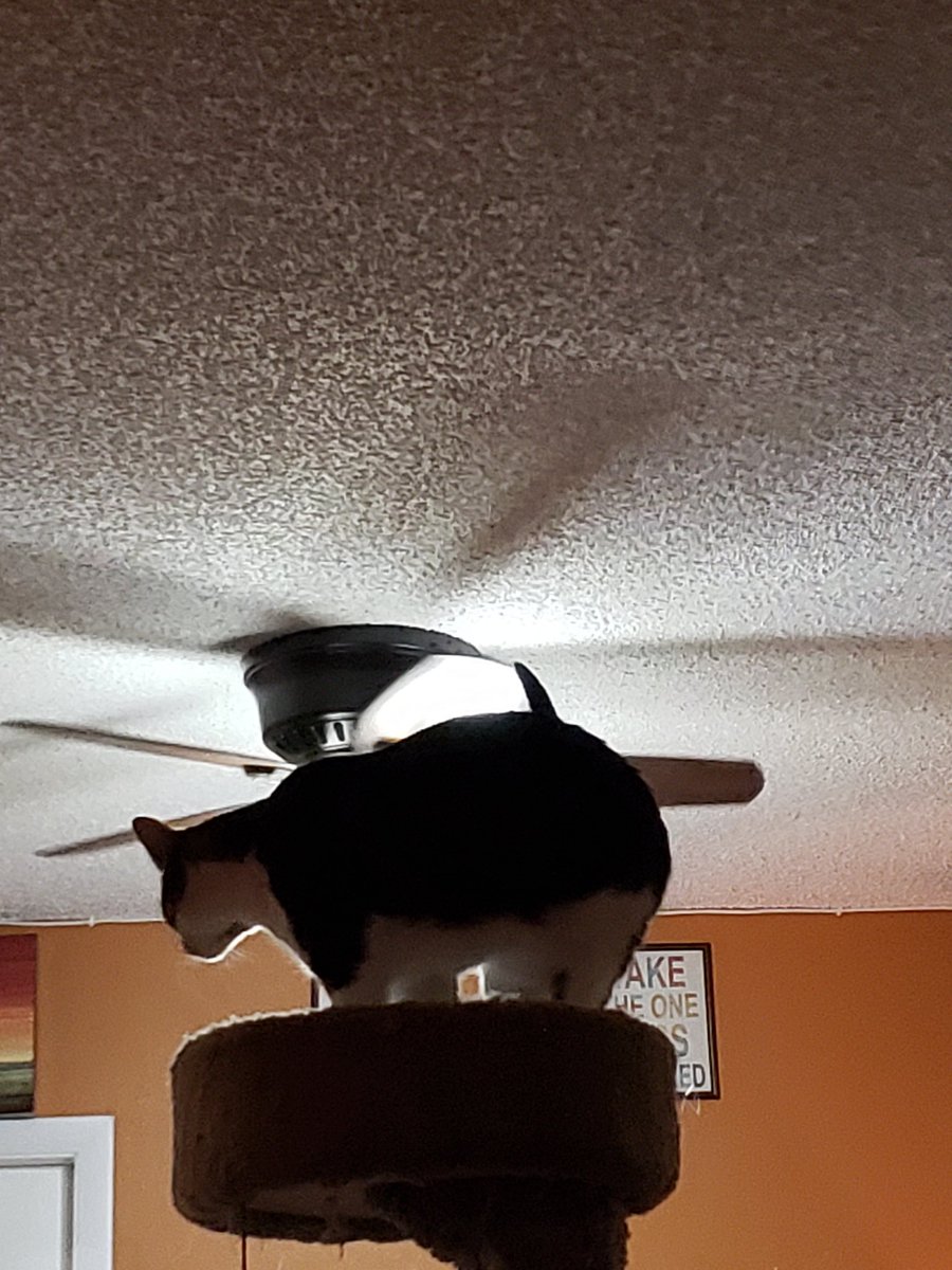 NovaOrionshow's tweet photo. "Daddy moved my tower away from my window. I do not likes this! I needs him to moves it back now!!!"-Orion #CatsOfTwitter #catsofinstagram #NovaOrionshow #orion #catlove #catlover #catloversworld #ocdcat https://t.co/NCxMmr9naB
