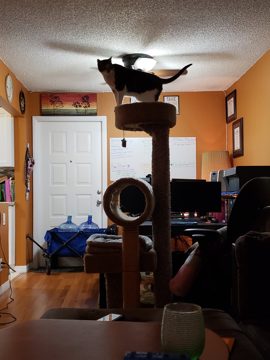 NovaOrionshow's tweet photo. "Daddy moved my tower away from my window. I do not likes this! I needs him to moves it back now!!!"-Orion #CatsOfTwitter #catsofinstagram #NovaOrionshow #orion #catlove #catlover #catloversworld #ocdcat https://t.co/NCxMmr9naB