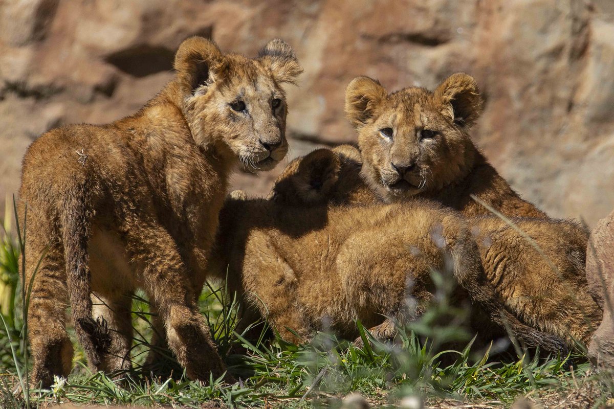 GobTlaxcala's tweet photo. 📍¡En el #ZoológicoDeTlaxcala hay nuevos huéspedes 🥳! El nacimiento de 5 leones africanos🦁, la llegada de una pareja de lémures🦥 y 2 puercoespines👏🏼, como resultado del Programa de Intercambio Animal, Conservación y Reproducción de Especies en Cautiverio del Zoológico. https://t.co/xNDBKRDPx2