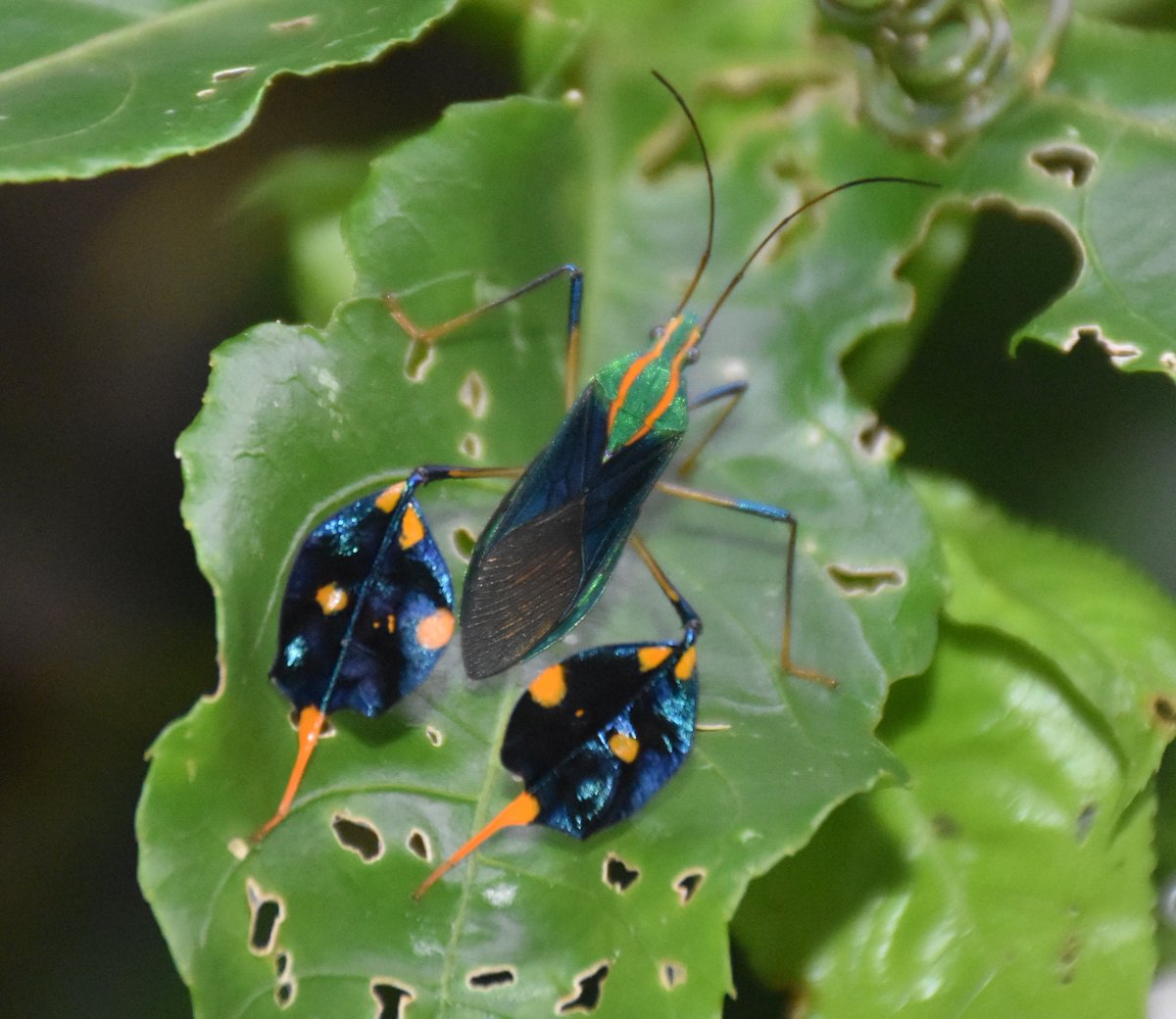 amy_e_deacon's tweet photo. If #TrinidadandTobago ever decides to designate a National insect, my vote would be for Diactor bilineatus. This leaf-footed #bug wears its #carnival costume all year long... https://t.co/smO0bx4cgh