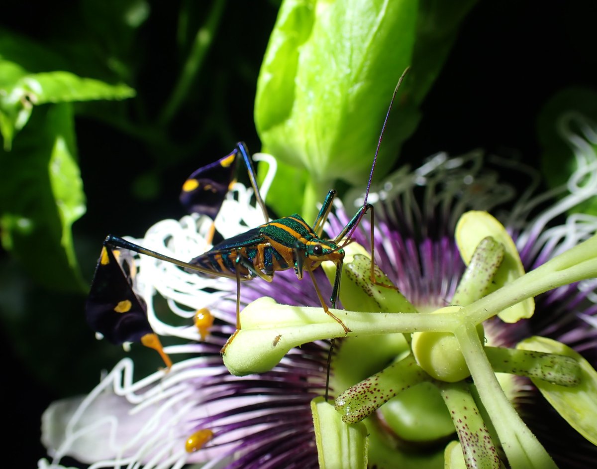 amy_e_deacon's tweet photo. If #TrinidadandTobago ever decides to designate a National insect, my vote would be for Diactor bilineatus. This leaf-footed #bug wears its #carnival costume all year long... https://t.co/smO0bx4cgh