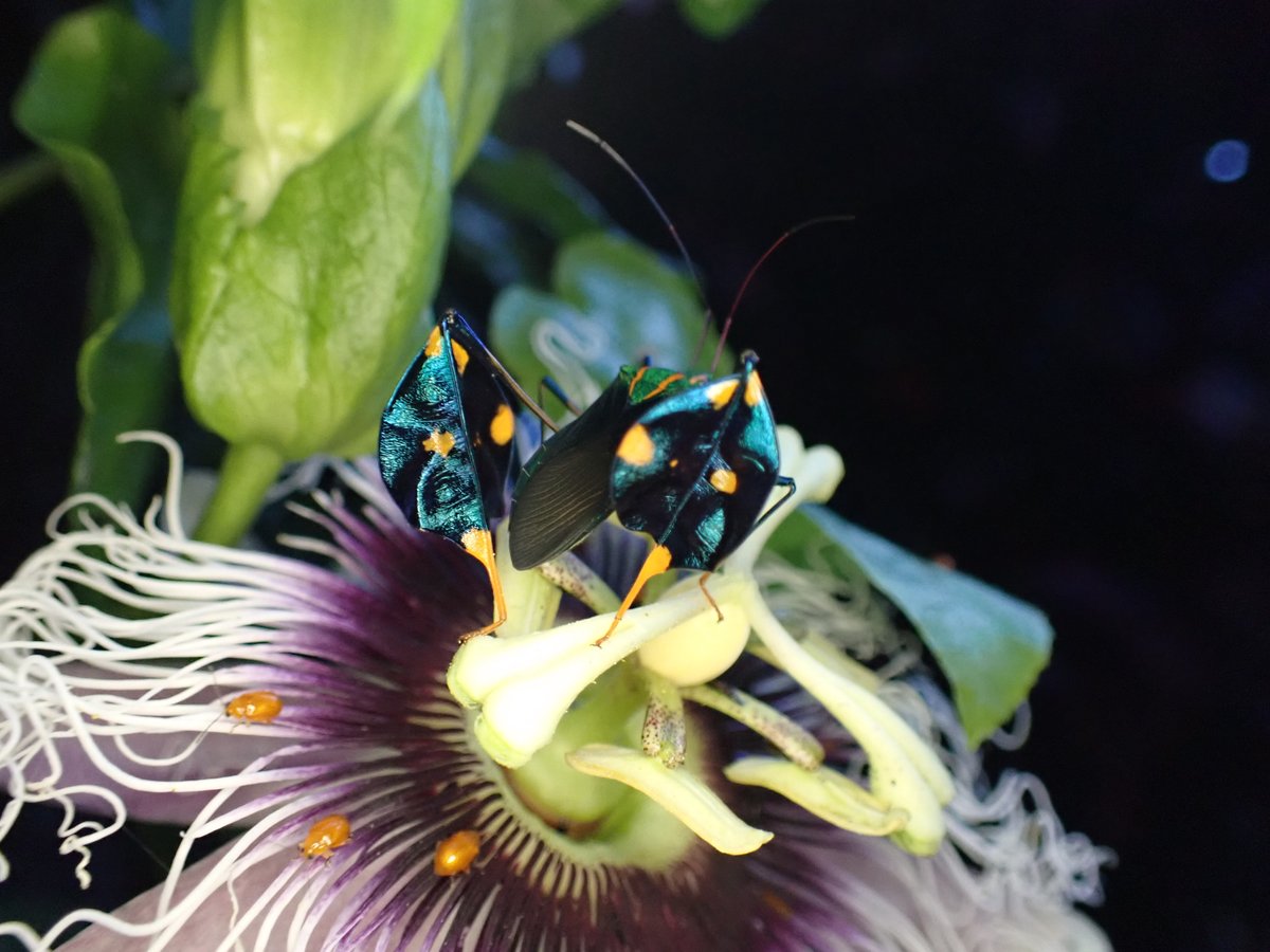 amy_e_deacon's tweet photo. If #TrinidadandTobago ever decides to designate a National insect, my vote would be for Diactor bilineatus. This leaf-footed #bug wears its #carnival costume all year long... https://t.co/smO0bx4cgh
