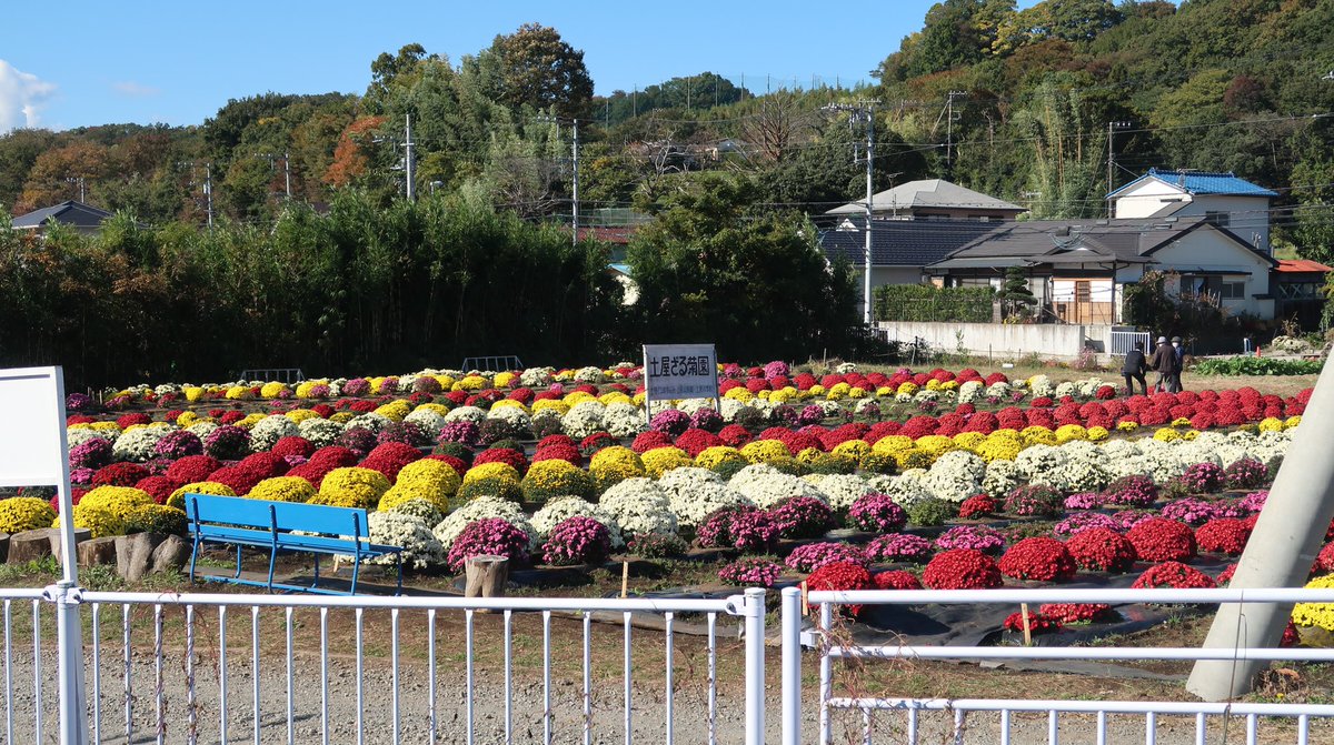 ふるさと土屋 本日 晴天で土屋ざる菊園一番の見頃 青空と4色の菊の鮮やかさを ぜひ本日ご覧ください 土屋ざる菊園 ざる菊園 花畑 平塚市花畑