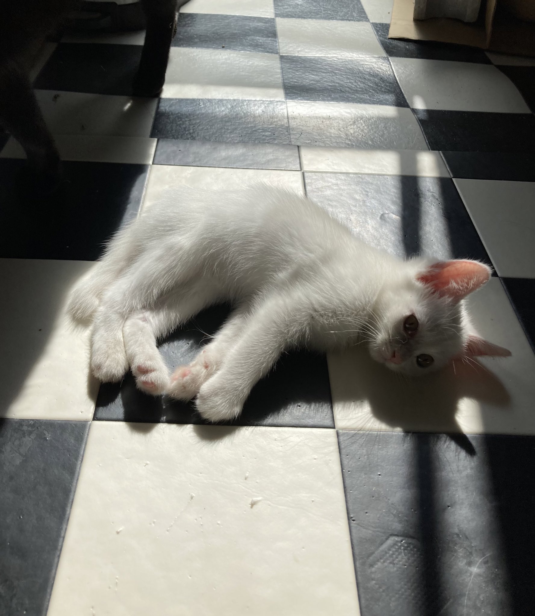 猫の上下関係 Twitter Search Twitter
