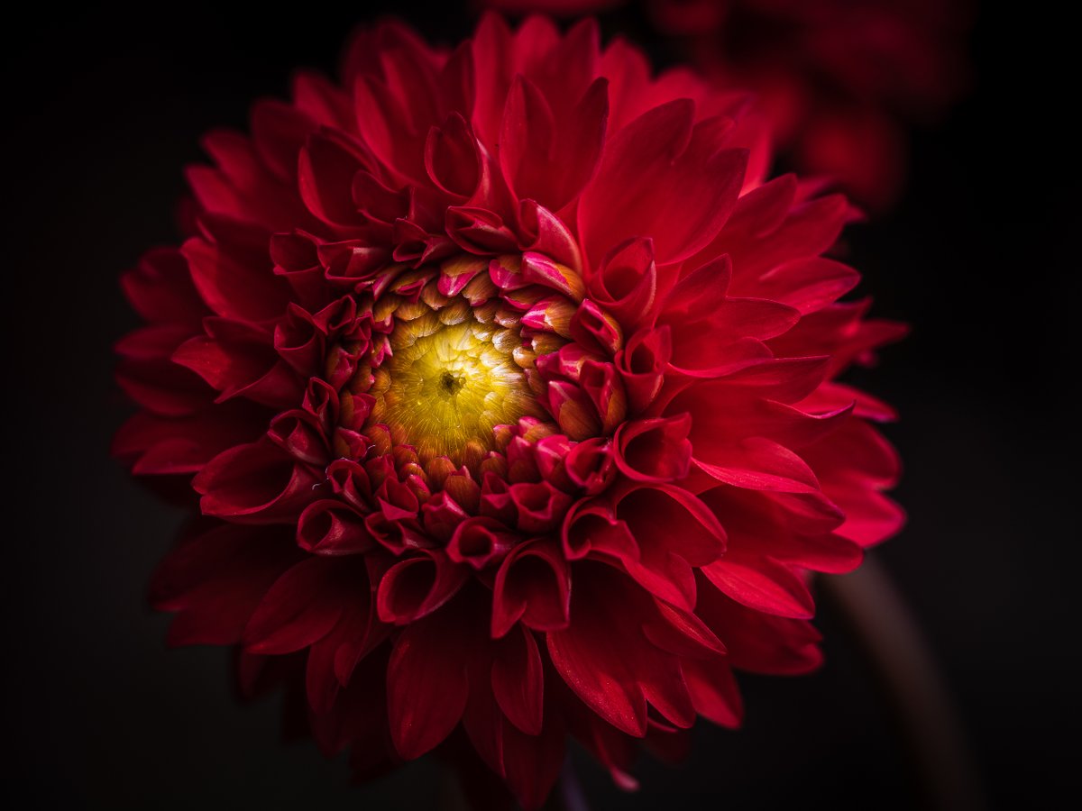 pashadelic's tweet photo. 【お知らせ】Pashadelicグローバルフォトコンテスト結果発表！詳細はこちら！https://t.co/sqeznNAoFC
オリンパス特別賞フィールドマクロ部門作品になります。 https://t.co/ExvLCcMDSV