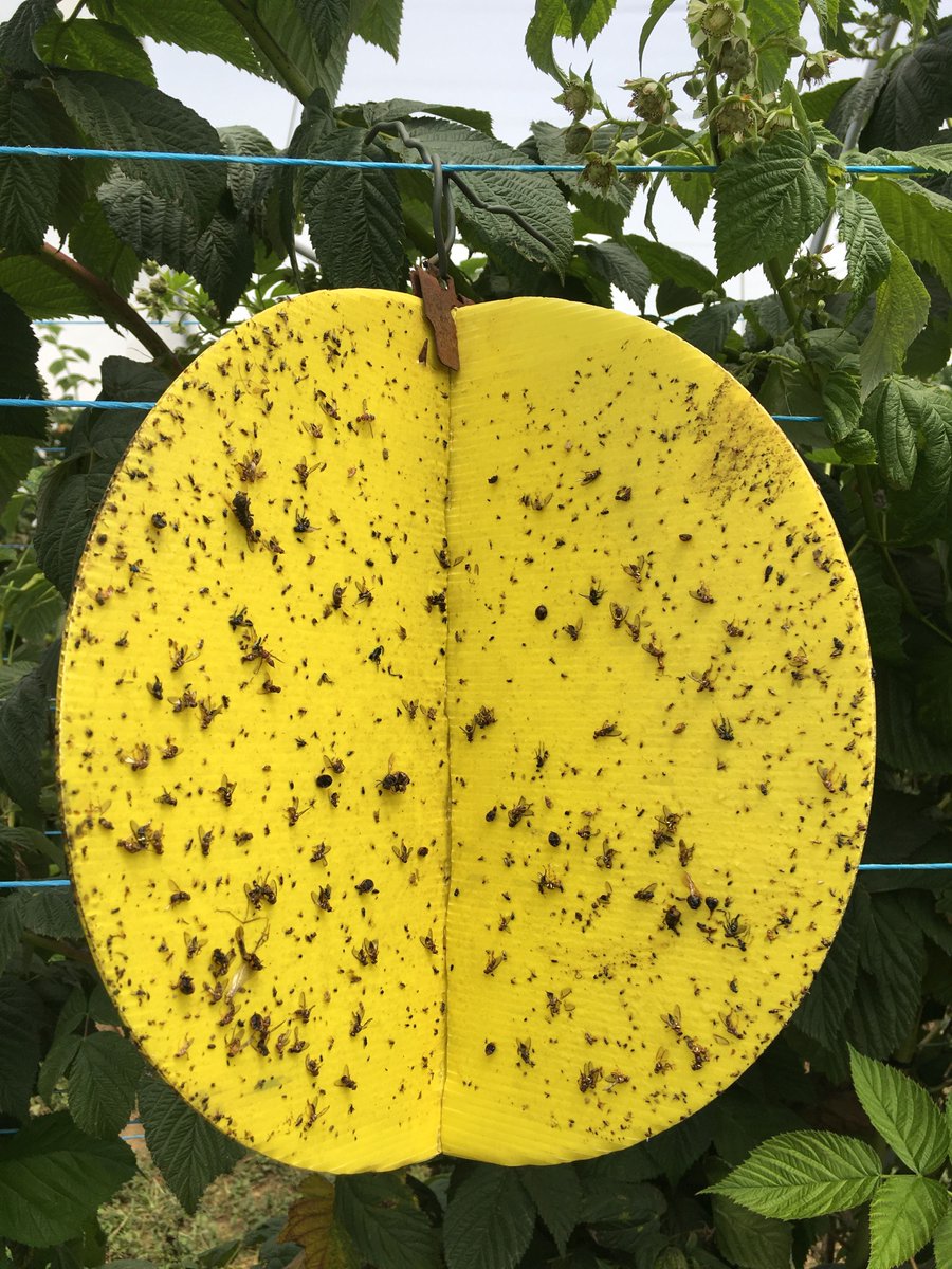 agnovatech's tweet photo. Got a Queensland Fruit Fly problem? Then you need Fruition Nova traps!

Over 200 Queensland Fruit Flies caught on this Fruition Nova Trap after 8 days. 

#AgSuccess #Agsolution
#FruitionNova #Fruition #QFF #AgNova #AusAg https://t.co/EWpspCKfgG