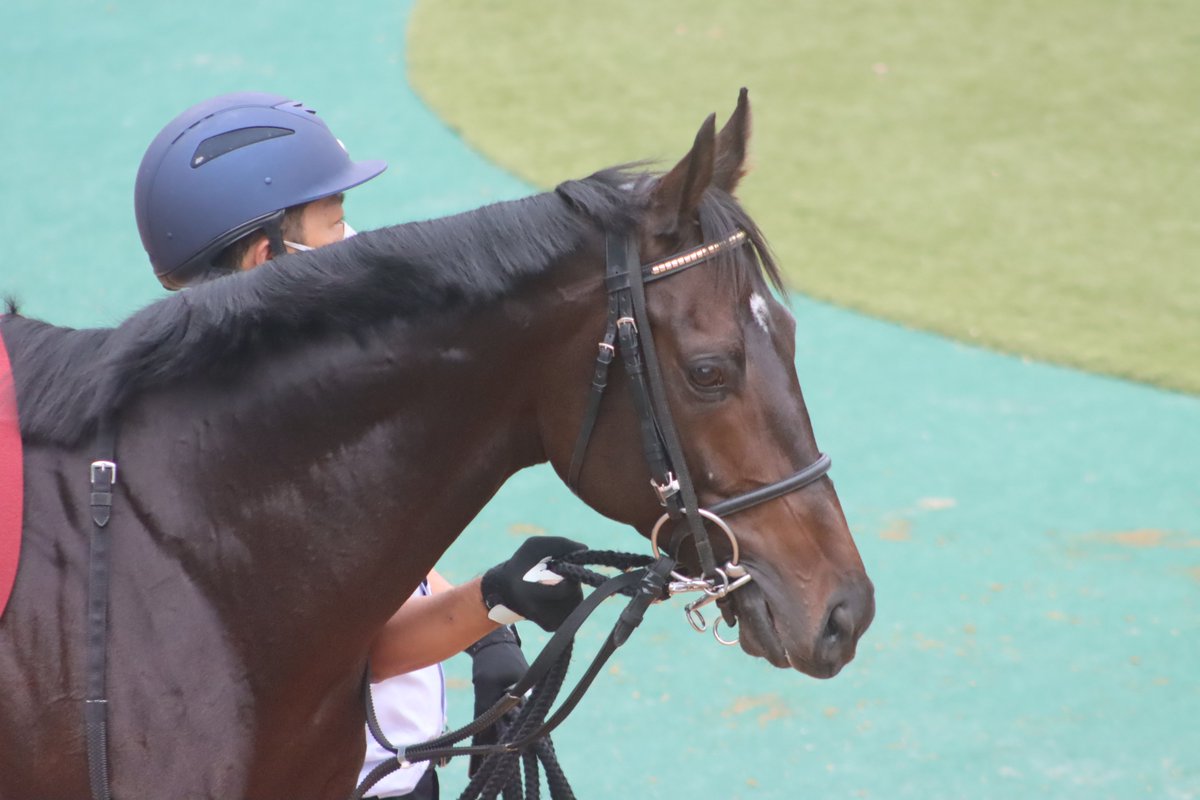 HiyoshiPocket's tweet photo. 2020/11/08
#ラストドラフト
#戸崎圭太
#社台RH
#アルゼンチン共和国杯
#LastDraft
#東京競馬場 https://t.co/FoZvYAyWhM